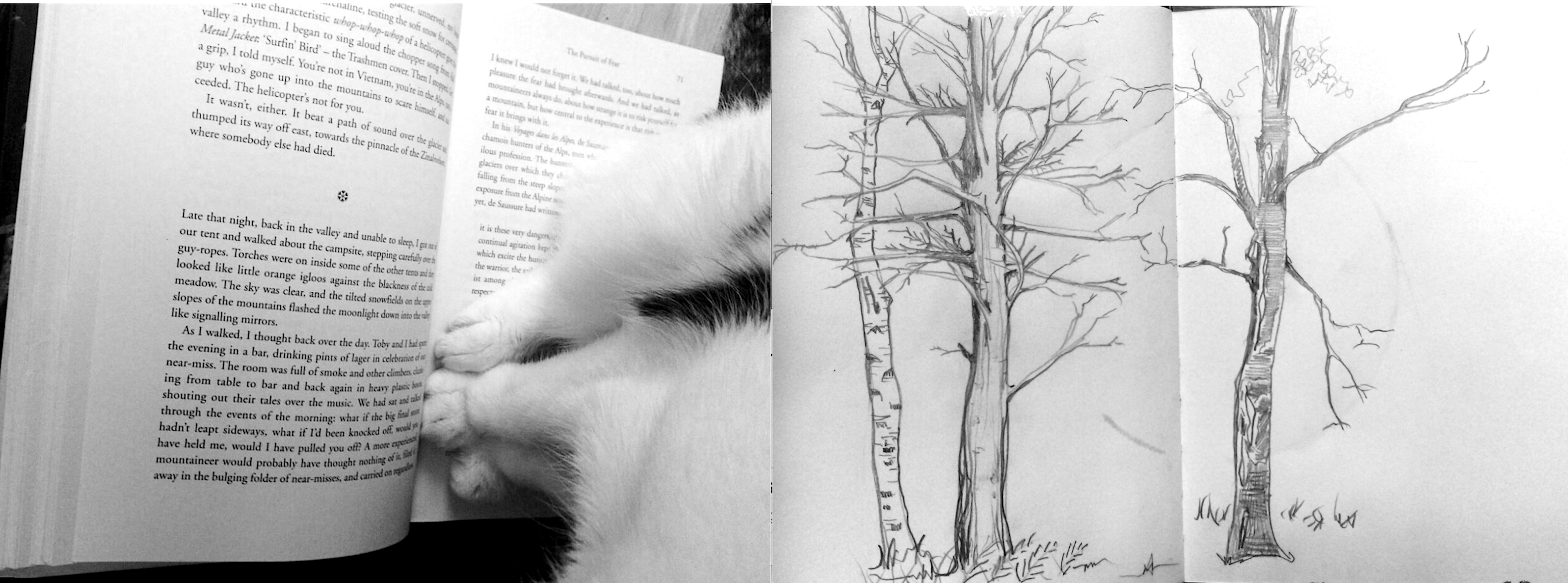 kitty reads about glaciers in the alps while hidden by trees